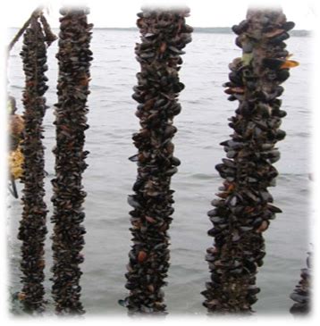 From Sock to Pot: How to Grow Mussels – Element .